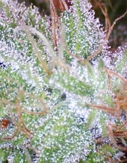 Ice Ice