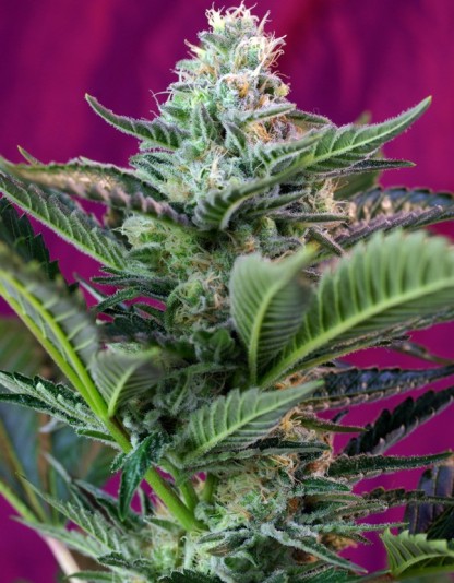 Moham Ram Auto - Sweet Seeds Moham Ram Auto - Sweet Seeds