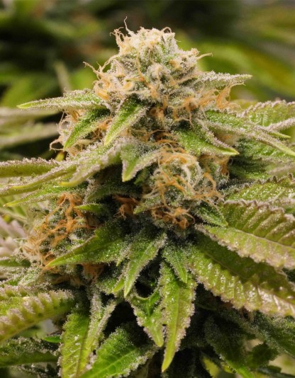 Gorilla Breath - Humboldt Seeds Gorilla Breath - Humboldt Seeds