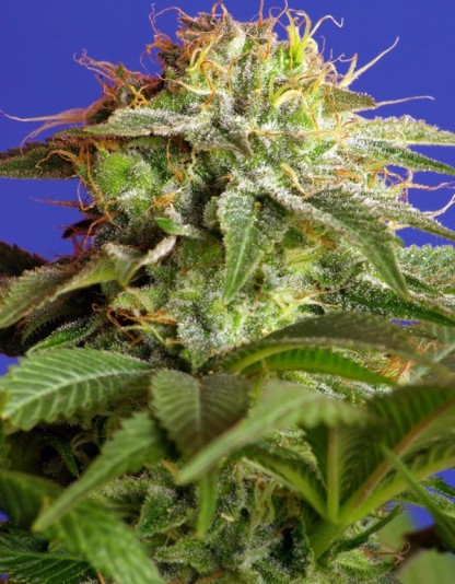 Green Poison - Sweet Seeds Green Poison - Sweet Seeds