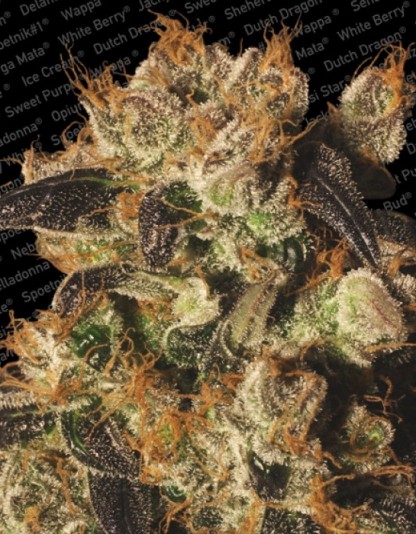 White Berry White Berry