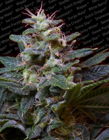 Sweet Purple Sweet Purple