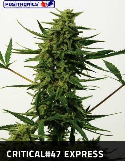 Critical 47 Express Critical 47 Express