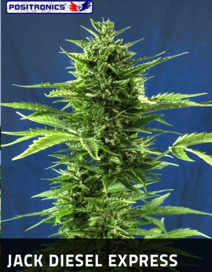 Jack Diesel Express Jack Diesel Express