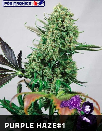 Purple Haze 1 Purple Haze 1