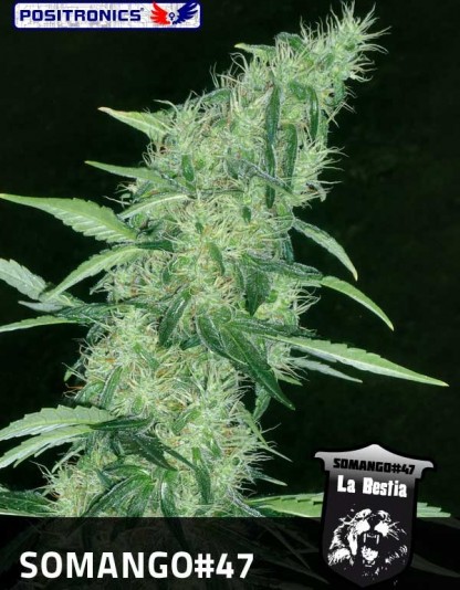 Somango 47 Somango 47