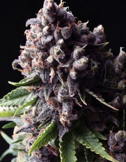 Auto Purple Auto Purple