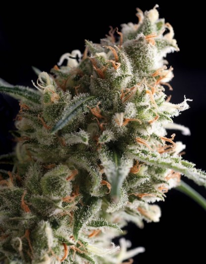 Auto Super Hash Auto Super Hash