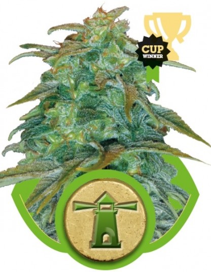 Royal Haze Automatic Royal Haze Automatic