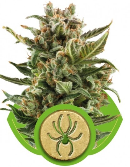 White Widow Automatic White Widow Automatic