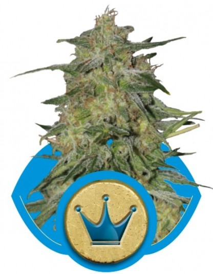 Royal Highness Royal Highness