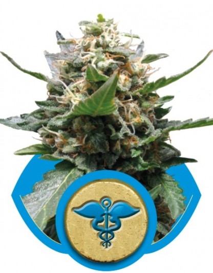 Royal Medic Royal Medic