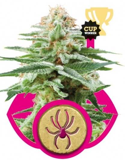 White Widow White Widow