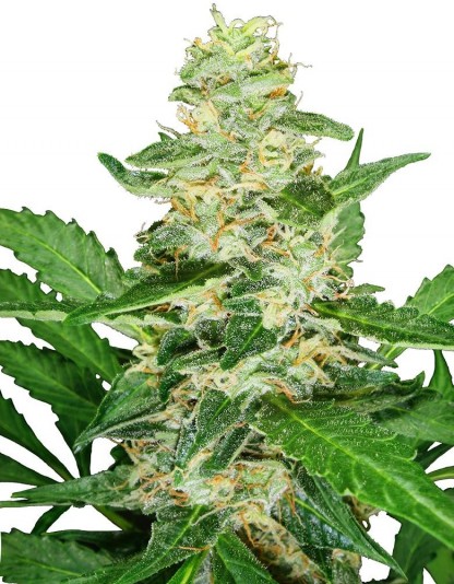 Super Skunk Auto Super Skunk Auto