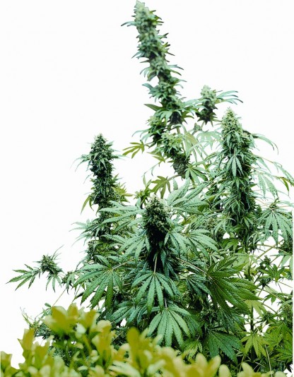 Early Skunk Early Skunk