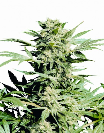 Shiva Skunk Shiva Skunk