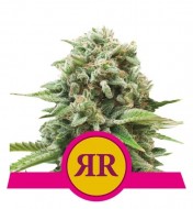 Runtz Feminized