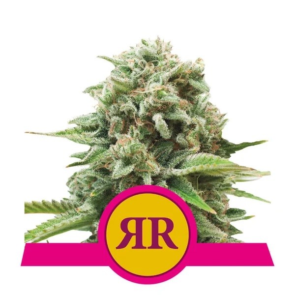 Runtz Feminized