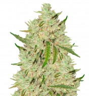 Amnesia Lemon Fast Version