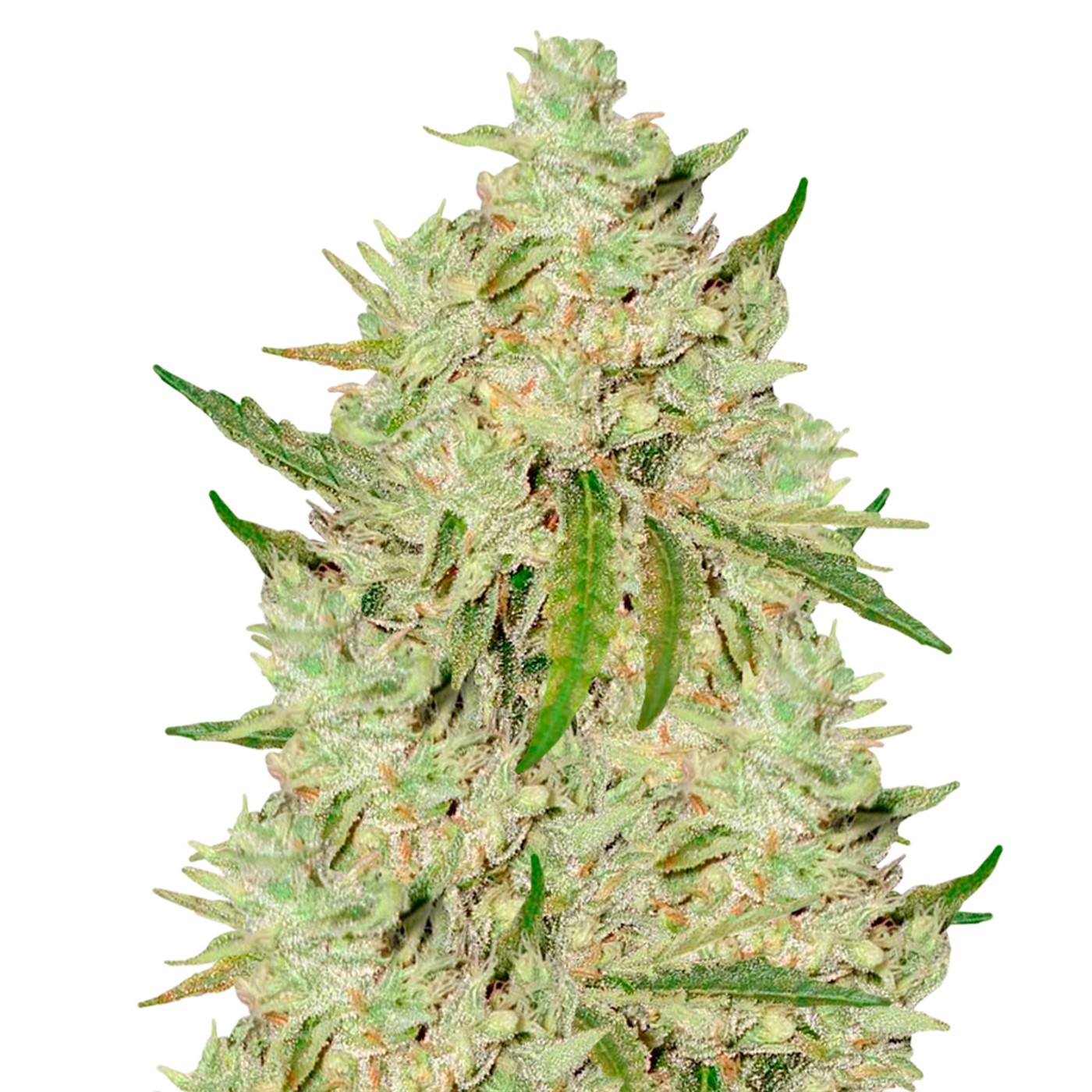 Amnesia Lemon Fast Version