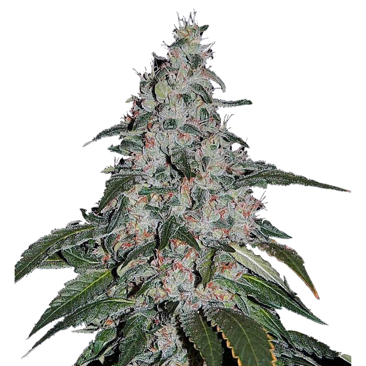 Strawberry Banana Feminized