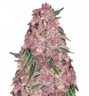 Purple Punch Feminized