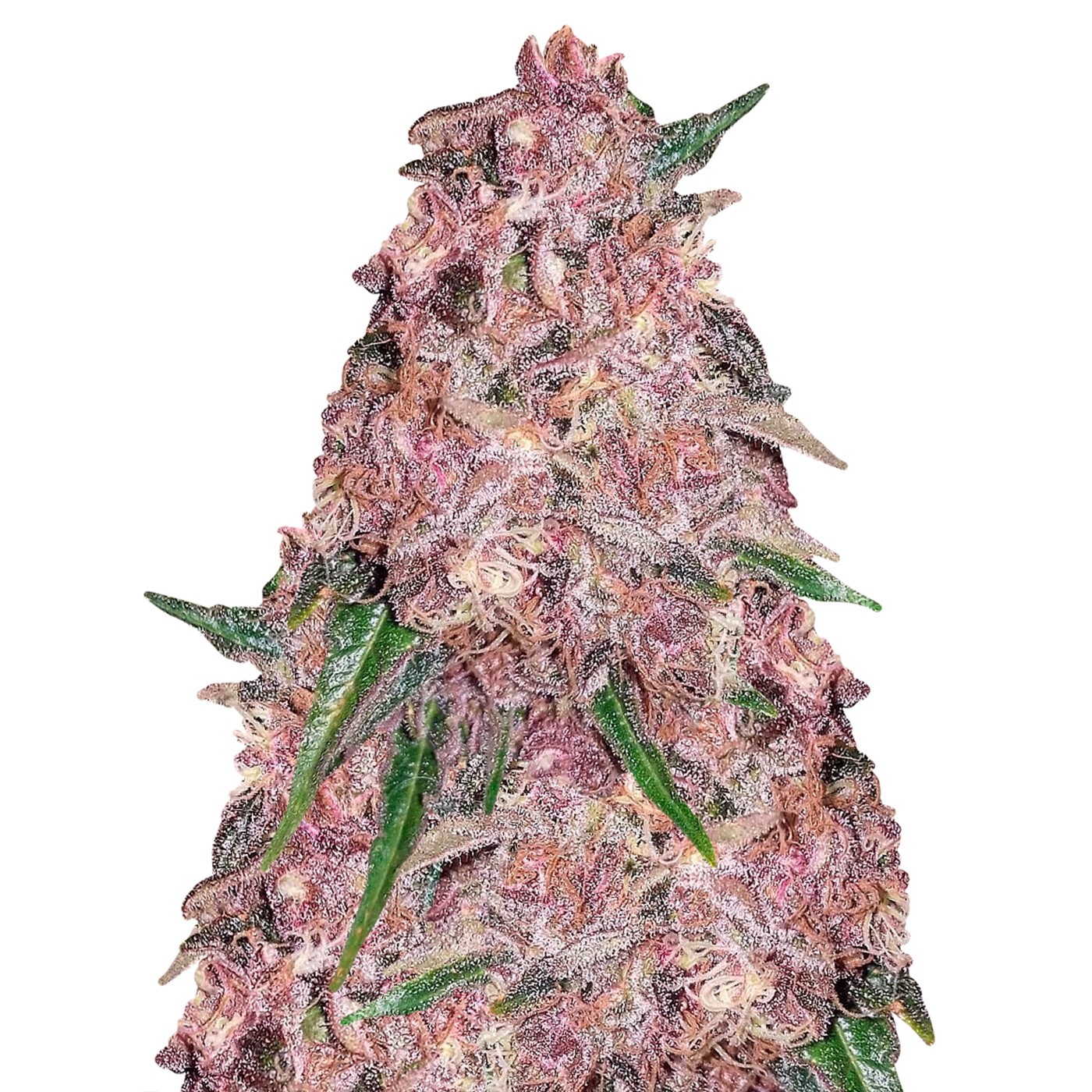 Purple Punch Feminized