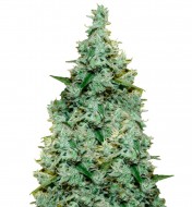 Amnesia Fast Version