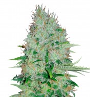 Bruce Banner Fast Version