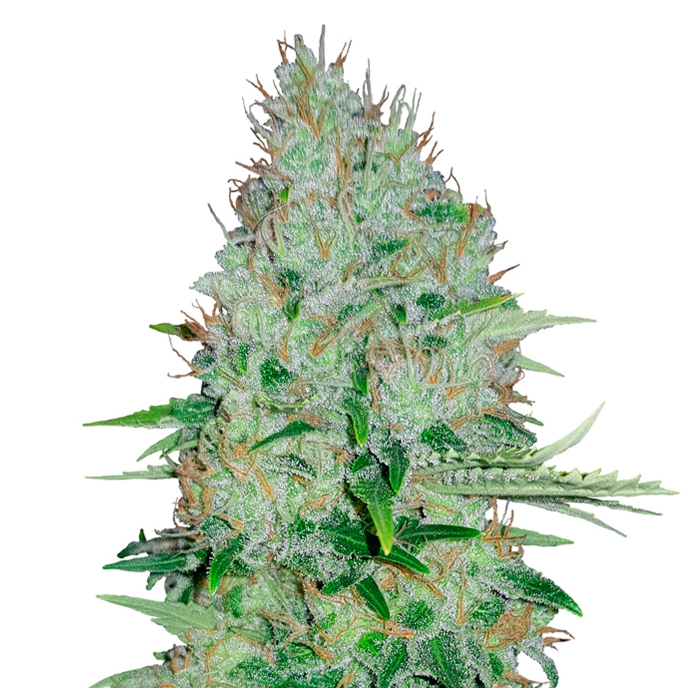 Bruce Banner Fast Version