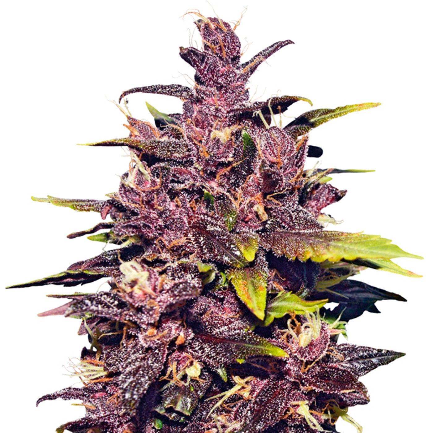 Grandaddy Purple  Fast Version