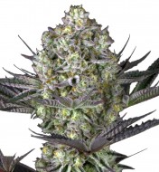 Do-Si-Dos Fast Version