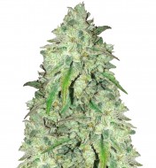 Girl Scout Cookies Fast Version