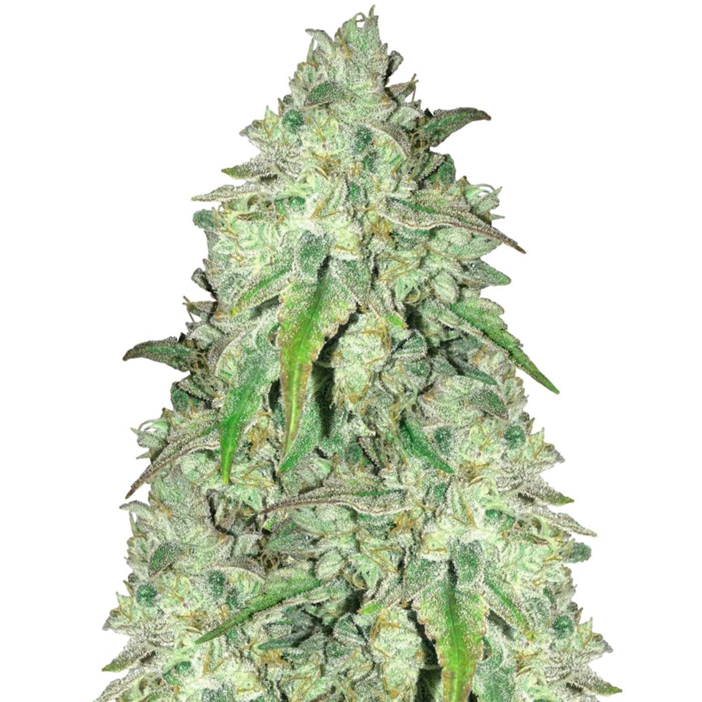 Girl Scout Cookies Fast Version
