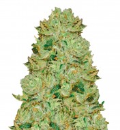 Big Bud Autoflower