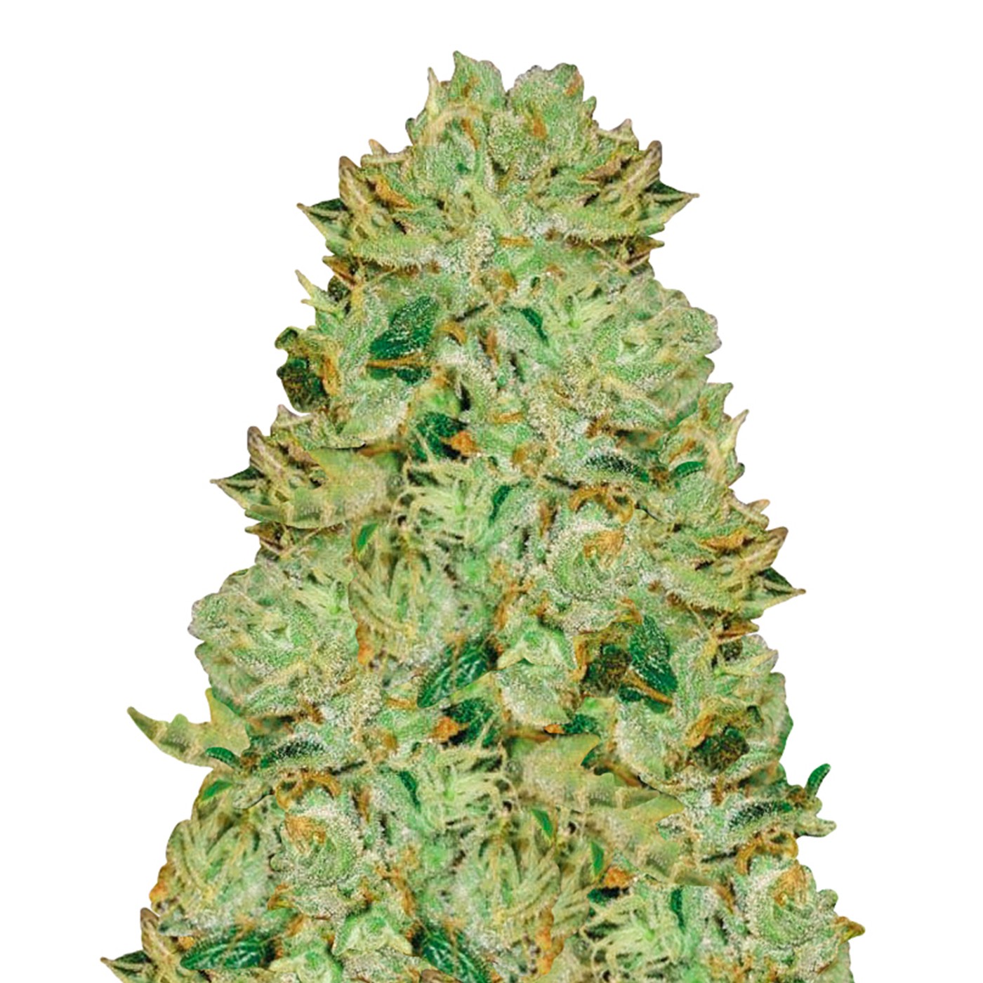 Big Bud Autoflower