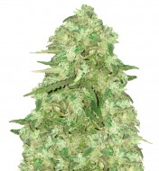 Strawberry Kush Feminized