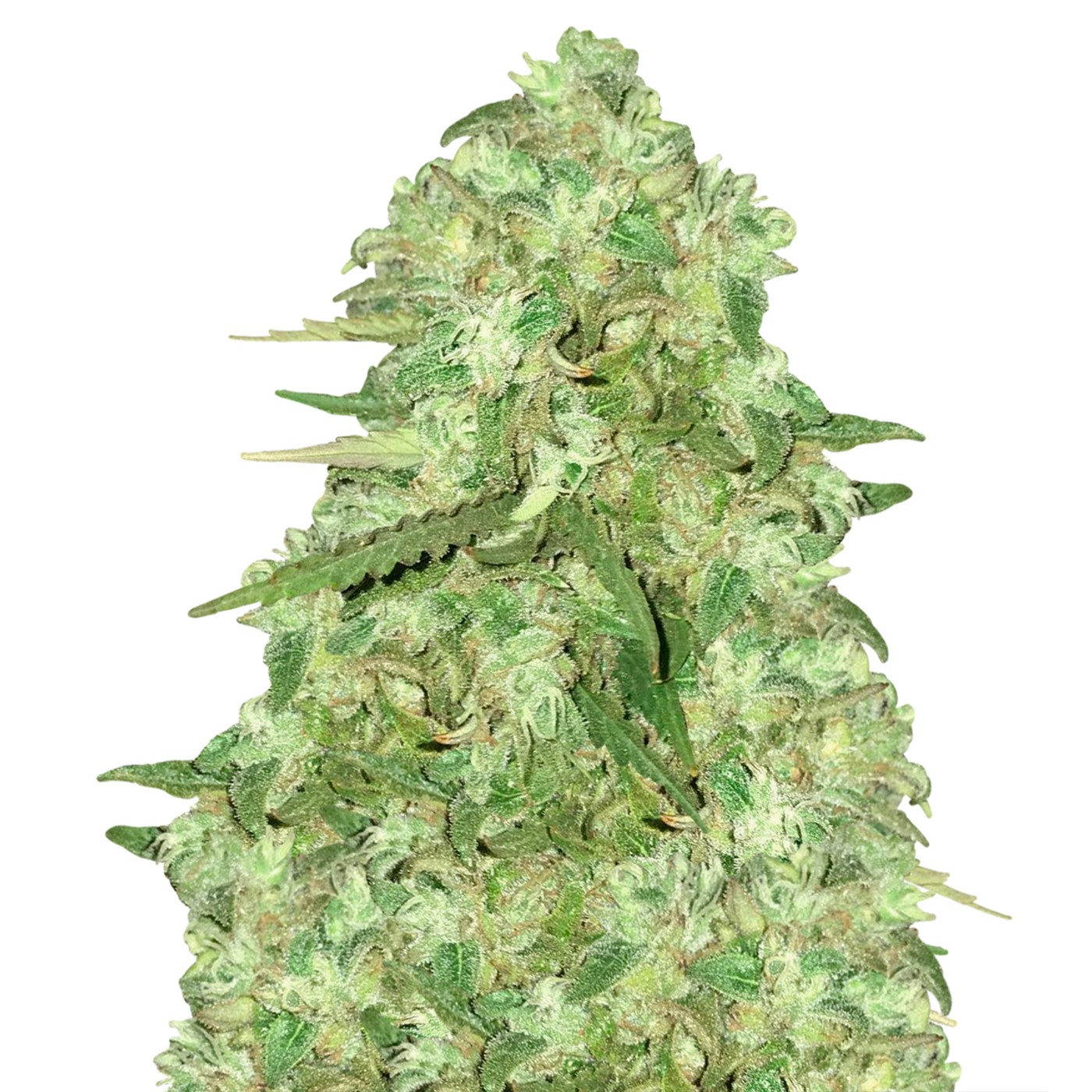Strawberry Kush Feminized