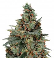 Banana Kush Autoflower