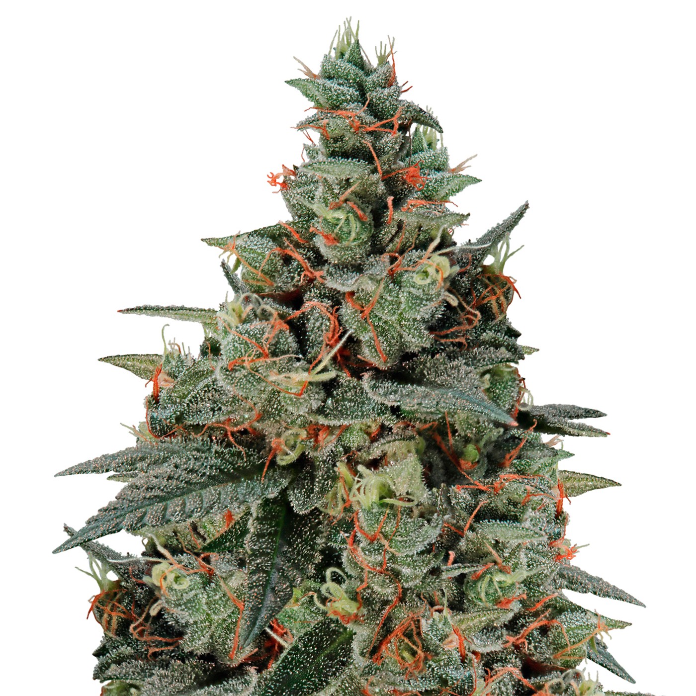 Banana Kush Autoflower