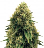 Critical Fast Version