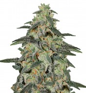 Northern Lights Autoflower