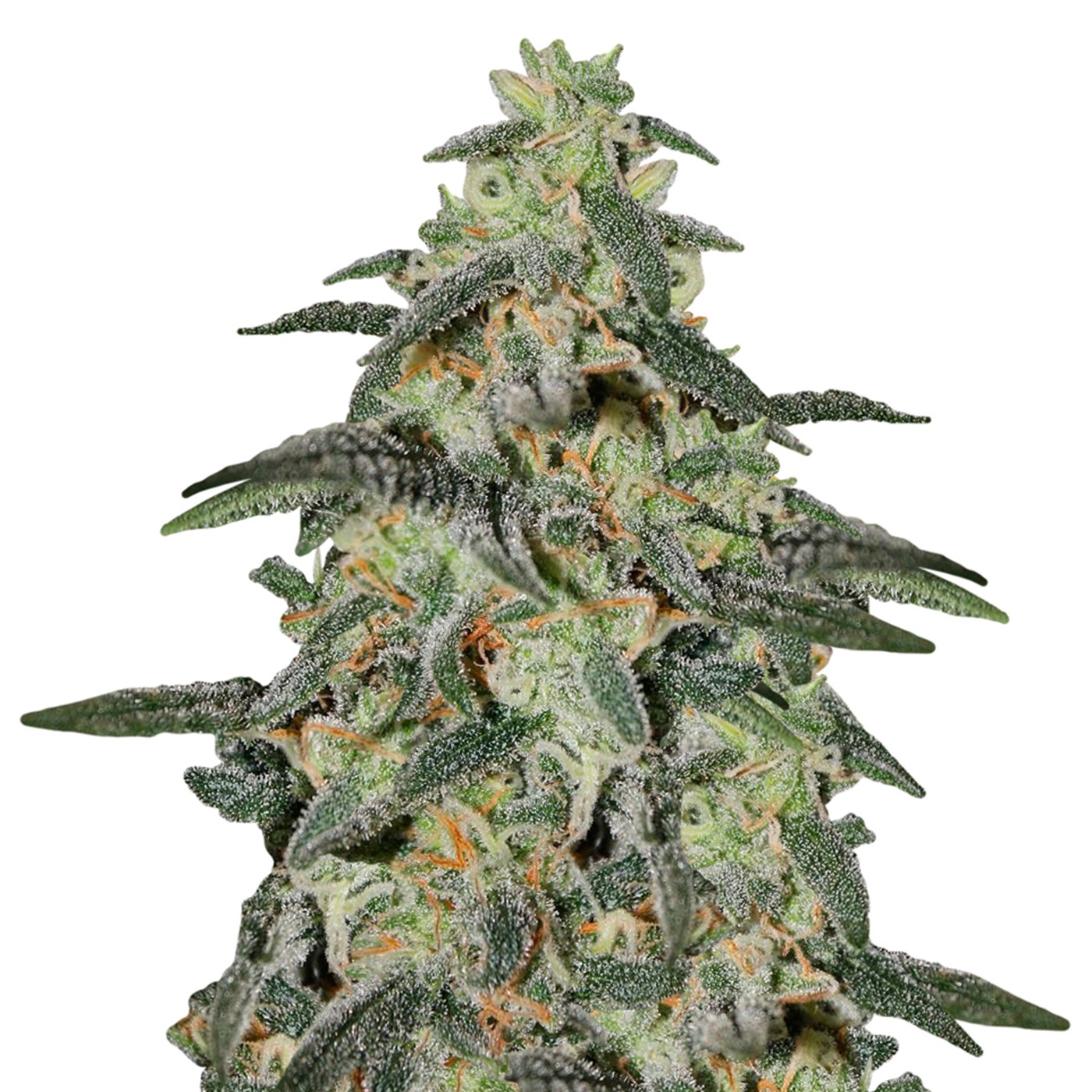 Northern Lights Autoflower