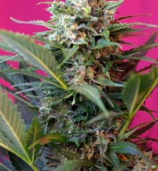 Big Devil Autoflower