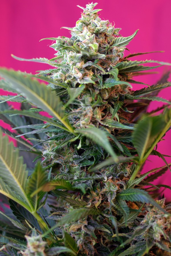 Big Devil Autoflower