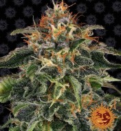 Moby Dick Feminized