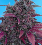 Red Devil Autoflower