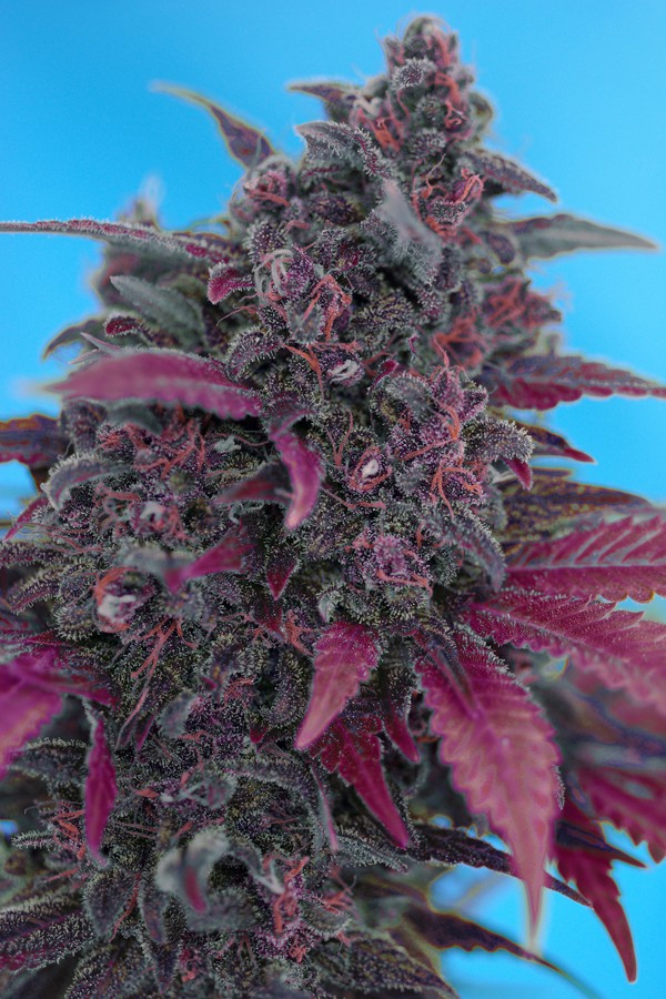 Red Devil Autoflower
