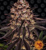 Biscotti Mintz Feminized