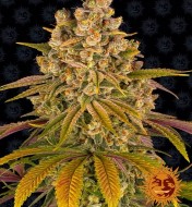 Lemon Tree Feminized